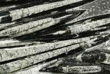 Polished Fossil Orthoceras (Cephalopod) Plate - Morocco #359665-1